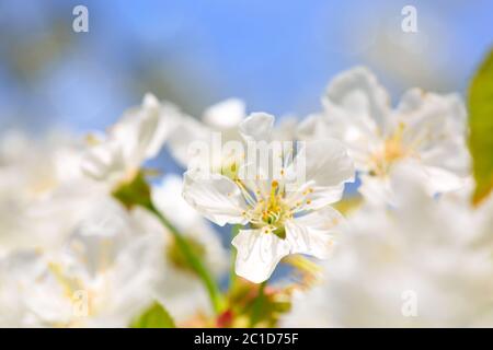 Nahaufnahme der weißen Kirschblüten. Stockfoto