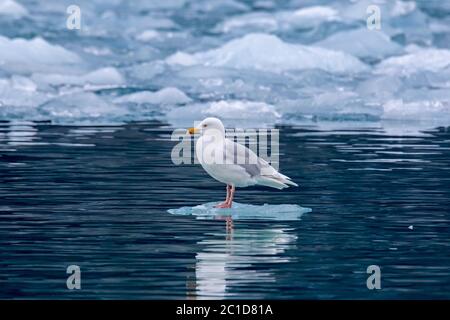 Wassermöwe (Larus hyperboreus) auf Packeis im Sommer, Spitzbergen, Norwegen Stockfoto