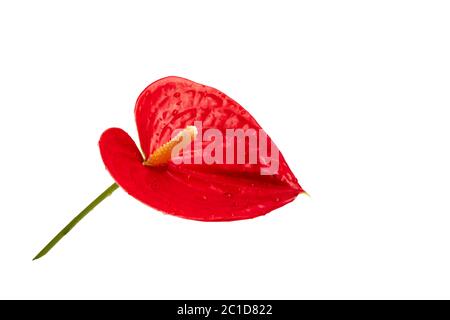 Rote Flamingo Anthurium Blume isoliert auf weißem Hintergrund Stockfoto