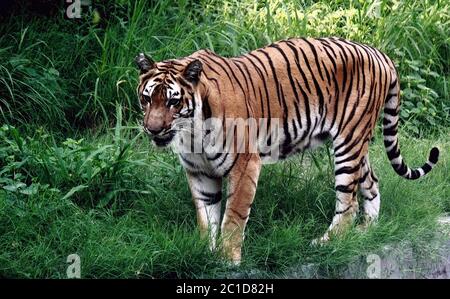 Walking Tiger in einem Zoo in Indien gefangen Stockfoto