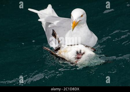 Wassermöwe (Larus hyperboreus), die sich an getöteten Gemeinen Murre / Gemeine Guillemot (Uria aalge) ernährt, die im Meerwasser, Svalbard / Spitzbergen schwimmt Stockfoto