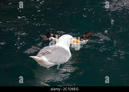 Wassermöwe (Larus hyperboreus), die sich an getöteten Gemeinen Murre / Gemeine Guillemot (Uria aalge) ernährt, die im Meerwasser, Svalbard / Spitzbergen schwimmt Stockfoto