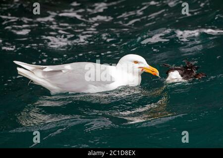 Wassermöwe (Larus hyperboreus), die sich an getöteten Gemeinen Murre / Gemeine Guillemot (Uria aalge) ernährt, die im Meerwasser, Svalbard / Spitzbergen schwimmt Stockfoto