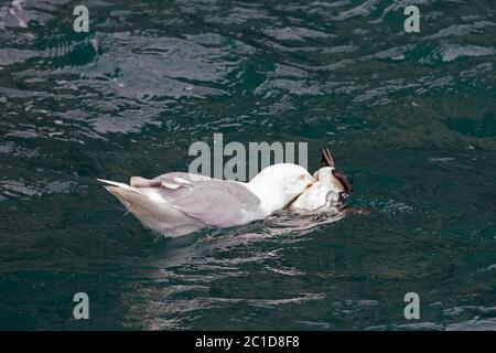 Wassermöwe (Larus hyperboreus), die sich an getöteten Gemeinen Murre / Gemeine Guillemot (Uria aalge) ernährt, die im Meerwasser, Svalbard / Spitzbergen schwimmt Stockfoto