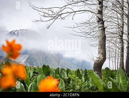 Schöne Landschaft des Frühlingswaldes gegen nebelige Berge mit Schnee. Outdoor und Wandern Konzept Stockfoto