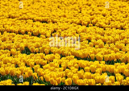 Holländisches Feld voller gelber Tulpen, selektiver Fokus. Warme Farben für den Sonnenuntergang Stockfoto