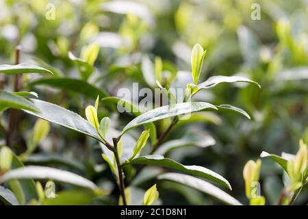 Teeblätter auf einer Plantage in den Strahlen des Sonnenlichts.