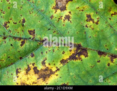 Bakterielle Schädigung (Pseudomonas savastanoi pv glycinea) Läsionen auf Sojabohnenblatt, Florida, USA, Mai Stockfoto