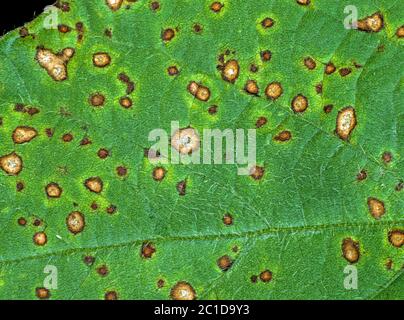 Frogeye-Blattfleck (Cercospora sojina) diskrete kreisförmige Läsionen auf Sojabohnen-Blatt, Florida, USA, Mai Stockfoto