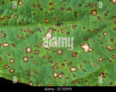 Frogeye-Blattfleck (Cercospora sojina) diskrete kreisförmige Läsionen auf Sojabohnen-Blatt, Florida, USA, Mai Stockfoto