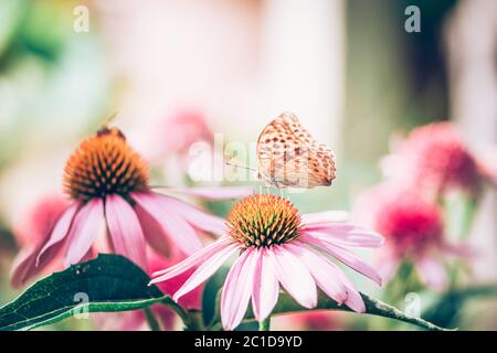 Nahaufnahme des orangefarbenen Monarchschmetterlings, der auf einer violetten Echinacea-Blume sitzt Stockfoto