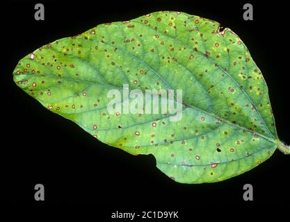 Frogeye-Blattfleck (Cercospora sojina) diskrete kreisförmige Läsionen auf Sojabohnen-Blatt, Florida, USA, Mai Stockfoto