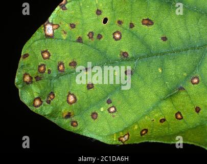 Frogeye-Blattfleck (Cercospora sojina) diskrete kreisförmige Läsionen auf Sojabohnen-Blatt, Florida, USA, Mai Stockfoto