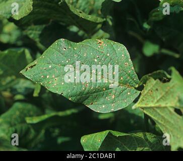 Frogeye-Blattfleck (Cercospora sojina) diskrete kreisförmige Läsionen auf Sojabohnen-Blatt, Florida, USA, Mai Stockfoto