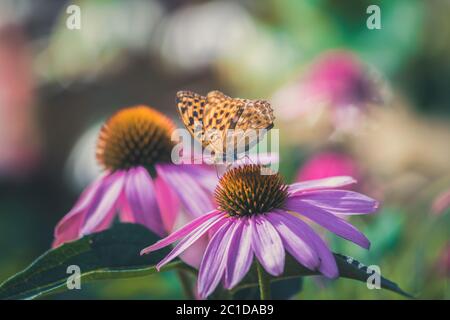 Nahaufnahme des orangefarbenen Monarchschmetterlings, der auf einer violetten Echinacea-Blume sitzt Stockfoto