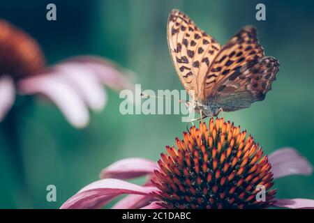 Nahaufnahme des orangefarbenen Monarchschmetterlings, der auf einer violetten Echinacea-Blume sitzt Stockfoto