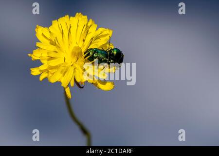 Cryptocephalus sp grüner Käfer während der Paarung auf gelber Löwenzahn Blume Stockfoto