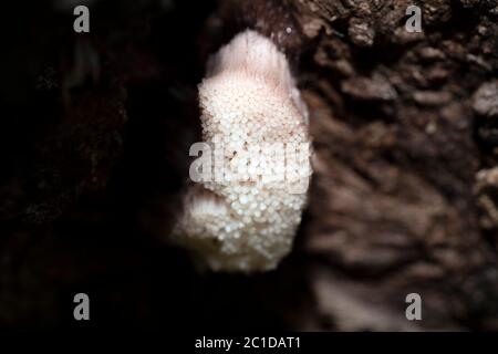 Myxomycetes stemonitis weißer Schimmel auf Kirschbaum Makro Stockfoto