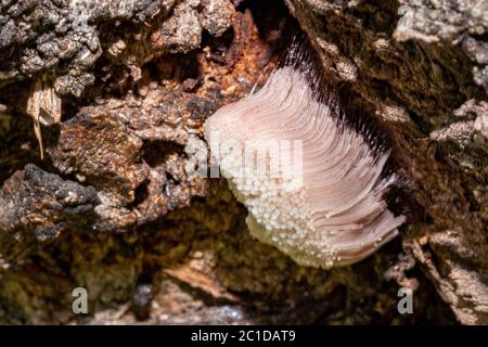 Myxomycetes stemonitis weißer Schimmel auf Kirschbaum Makro Stockfoto