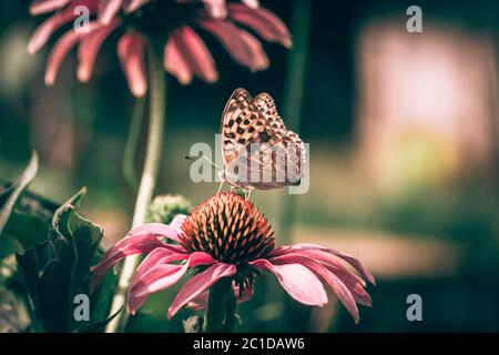 Nahaufnahme von orangen Monarch Schmetterling sitzt auf lila Echinacea Blume schön gefärbt Stockfoto