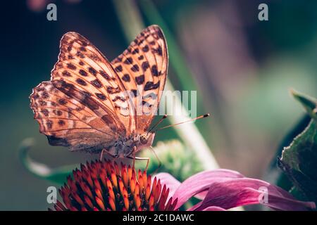 Nahaufnahme des orangefarbenen Monarchschmetterlings, der auf einer violetten Echinacea-Blume in lebendigen Farben sitzt Stockfoto