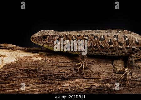 Sandeidechse (Lacerta agilis) auf einem Holzstock Stockfoto