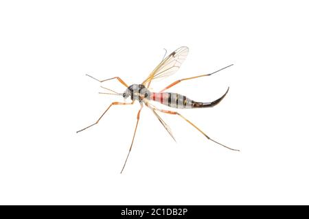 Kran fliees (Tanyptera atrata) auf weißem Hintergrund Stockfoto