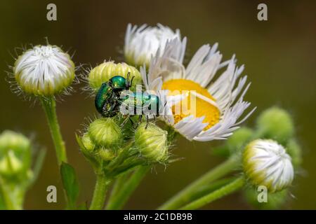 Cryptocephalus sp grüner Käfer während der Paarung auf gelber Löwenzahn Blume Stockfoto