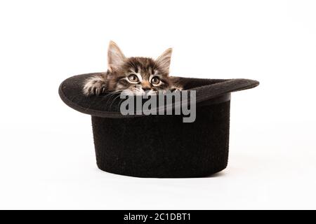 Kleines Kätzchen, das in einem Hut auf weißem Hintergrund isoliert sitzt Stockfoto