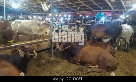 Kühe auf dem Tiermarkt während Eid UL Adha, in Malir Mandi, Karachi, Pakistan 28/07/2019 Stockfoto