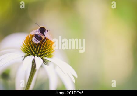 Nahaufnahme der weißen Medizin Echinacea Blume und Biene auf ihm mit Kopieplatz sitzen Stockfoto