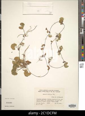 Centella asiatica L Urb Centella asiatica L Urb. Stockfoto