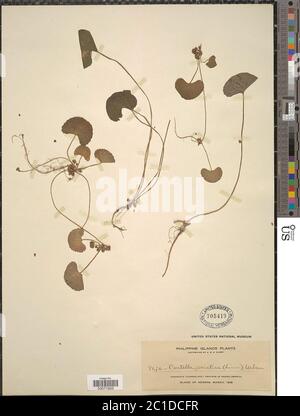 Centella asiatica L Urb Centella asiatica L Urb. Stockfoto