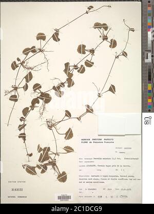 Centella asiatica L Urb Centella asiatica L Urb. Stockfoto