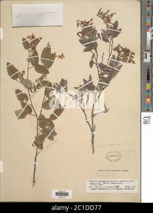 Desmodium sp Desmodium sp. Stockfoto
