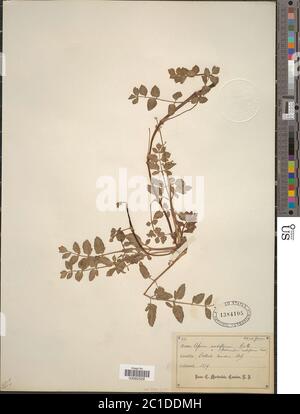 Apium nodiflorum L lag Apium nodiflorum L lag. Stockfoto
