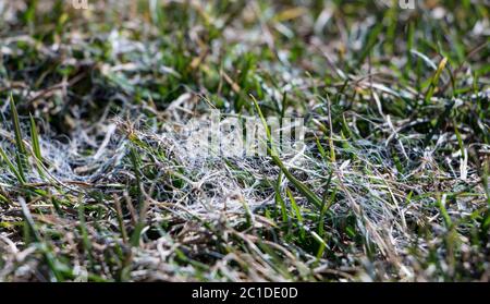 Frühling Rasen Gras durch grauen Schneeschimmel Typhula sp. Im April Garten betroffen Stockfoto