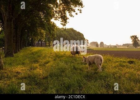 Mutter und Kind Schafe auf der Wiese an einem schönen Sommertag in den niederlanden Stockfoto