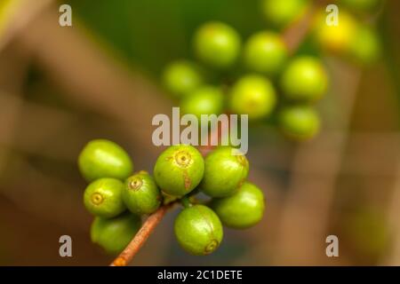 Kaffeebohnen auf Baum - Kaffee arabica Stockfoto