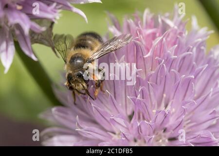 Eine Honigbiene sammelt Pollen von einer rosa Blume in Nord-Idaho. Stockfoto