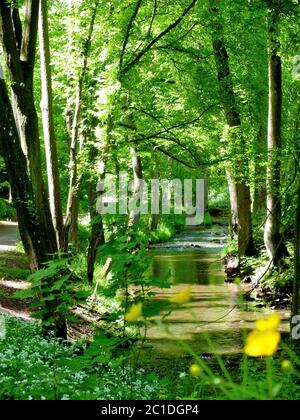 Schöner Wald neben einem Bach mit blühendem Bärlauch im Frühlingswald Stockfoto