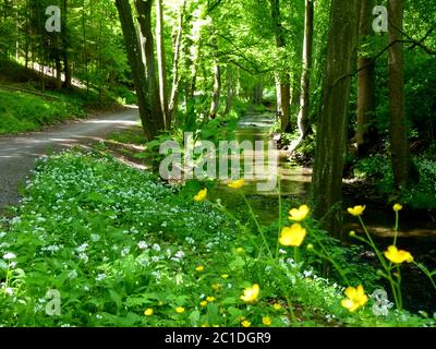 Schöner Wald neben einem Bach mit blühendem Bärlauch im Frühlingswald Stockfoto