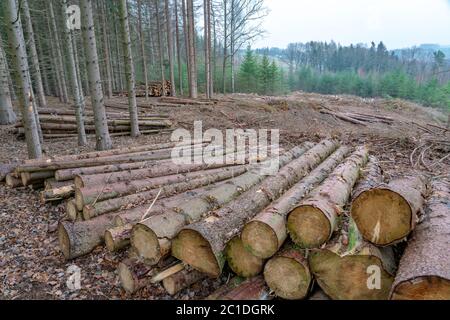 Naturkatastrophe Barkenkäfer-Plage - Fichten verlieren ihre Rinde Stockfoto