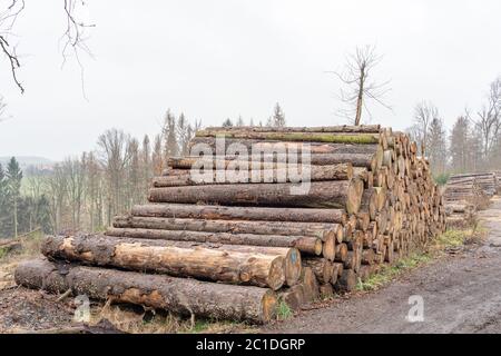 Naturkatastrophe Barkenkäfer-Plage - Fichten verlieren ihre Rinde Stockfoto