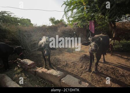 Einheimischer Büffel, der in EINEM Haus der Dorfbewohner in Sindh Pakistan steht Stockfoto