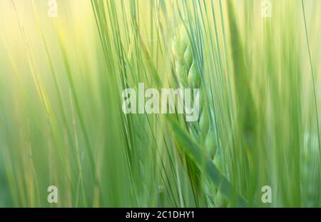 Weizenfeld im Frühsommer, grüner Weizenlöffel Stockfoto