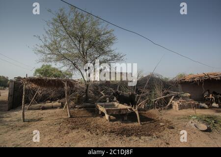 Einheimischer Büffel, der in EINEM Haus der Dorfbewohner in Sindh Pakistan steht Stockfoto