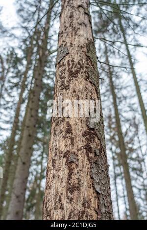 Naturkatastrophe Barkenkäfer-Plage - Fichten verlieren ihre Rinde Stockfoto