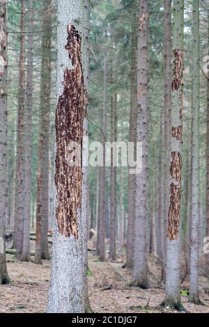 Naturkatastrophe Barkenkäfer-Plage - Fichten verlieren ihre Rinde Stockfoto