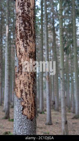 Naturkatastrophe Barkenkäfer-Plage - Fichten verlieren ihre Rinde Stockfoto